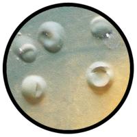 Paints & Coatings
