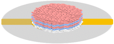 construction of bilayers of polyallyamine and polystyrenesulfonate onto a quartz crystal