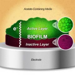 biofilms short course 2022