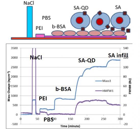 Mass and peak width changes during sample injection