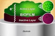 biofilms-course-2022__FillWyIxODAiLCIxMjAiXQ.jpg