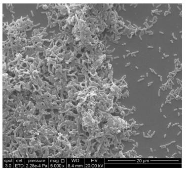 After fixation, the biofilm is no longer alive. Single cells and multi-layered c